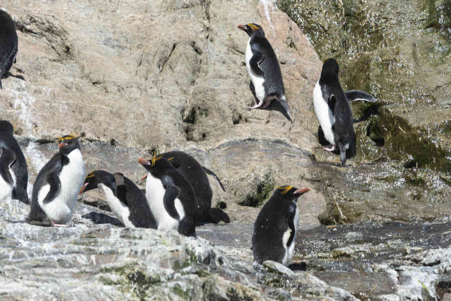 Pingüino Macaroni - islas Georgias del Sur 32.jpg